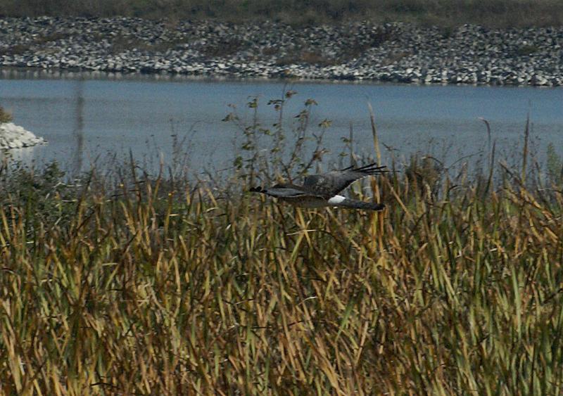 randomNorthern Harrier