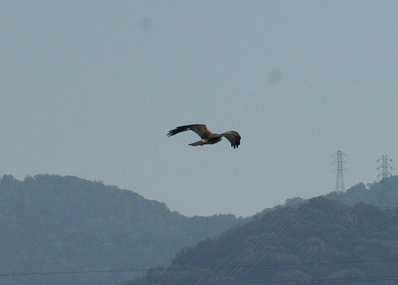 randomNorthern Harrier