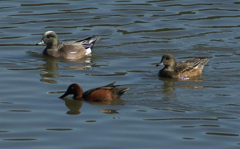 randomAmerican Wigeon
