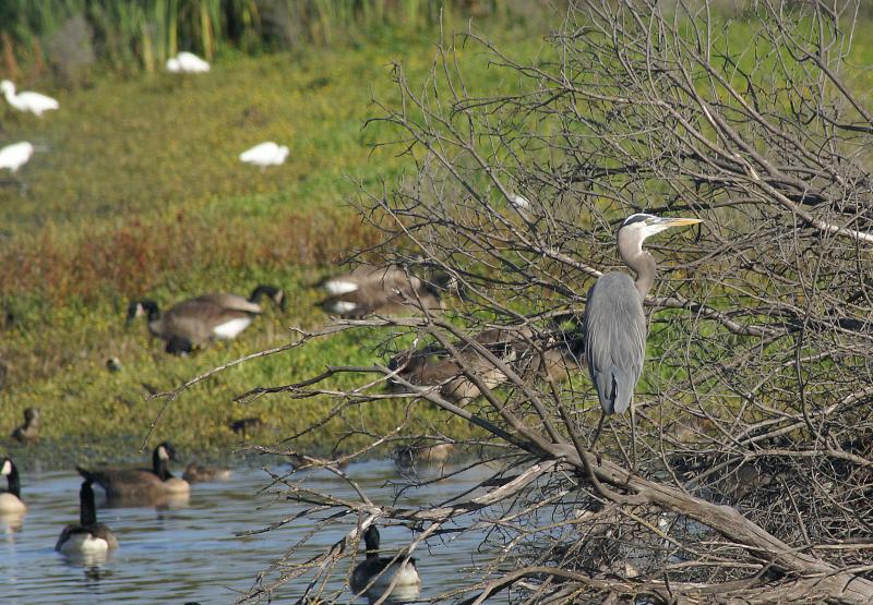 randomGreat Blue Heron