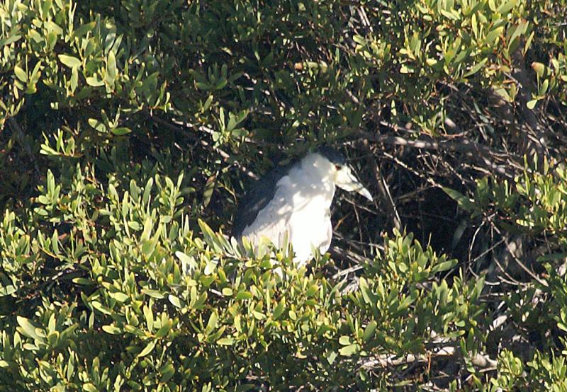 randomBlack-Crowned Night-Heron
