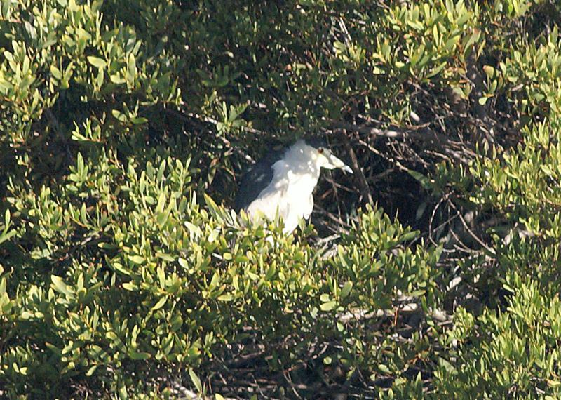 randomBlack-Crowned Night-Heron