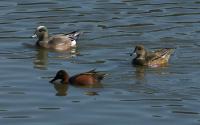 DSC03637.jpg