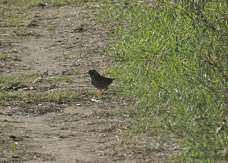 randomWhite-Crowned Sparrow