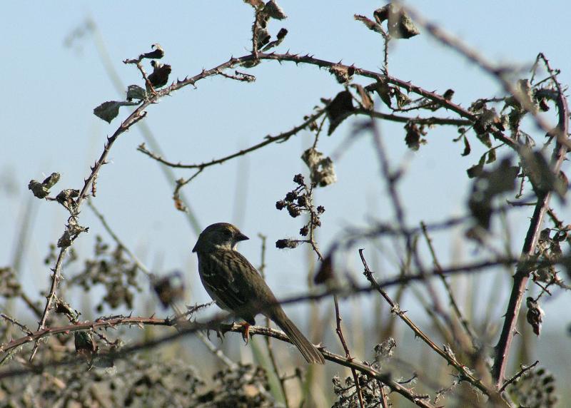 randomFox Sparrow