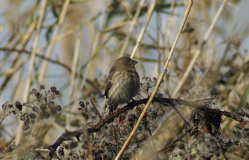 randomFox Sparrow