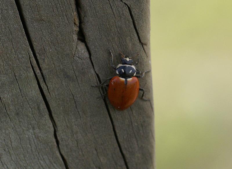 randomLadybird