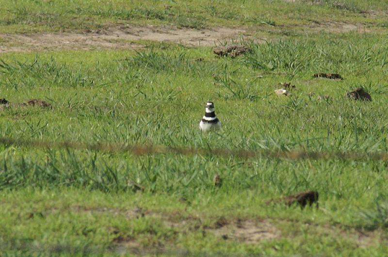 randomKilldeer