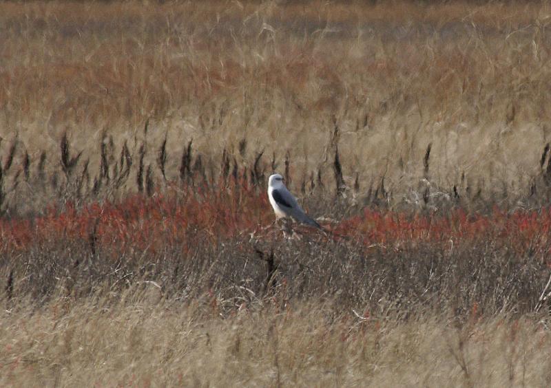 randomWhite-Tailed Kite