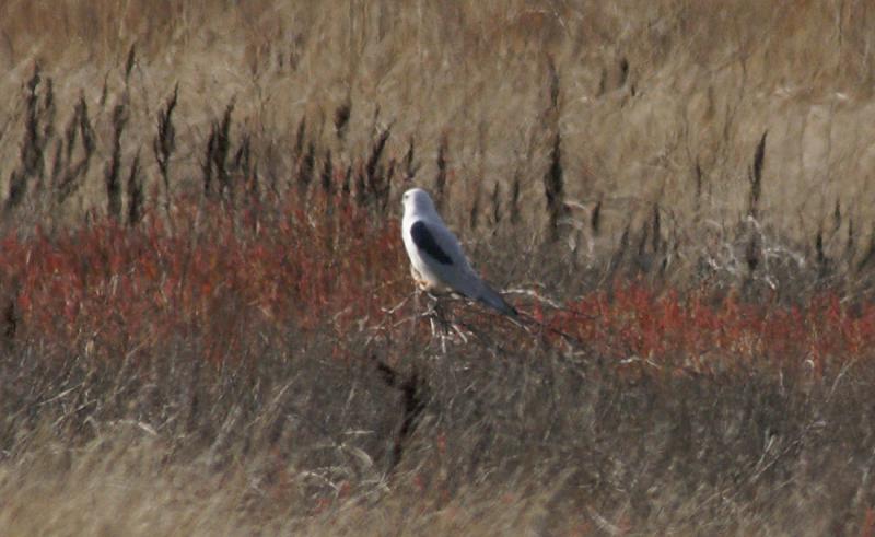 randomWhite-Tailed Kite