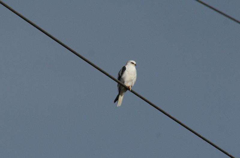 randomWhite-Tailed Kite
