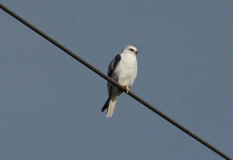 randomWhite-Tailed Kite