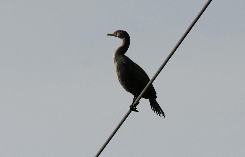 randomDouble-Crested Cormorant