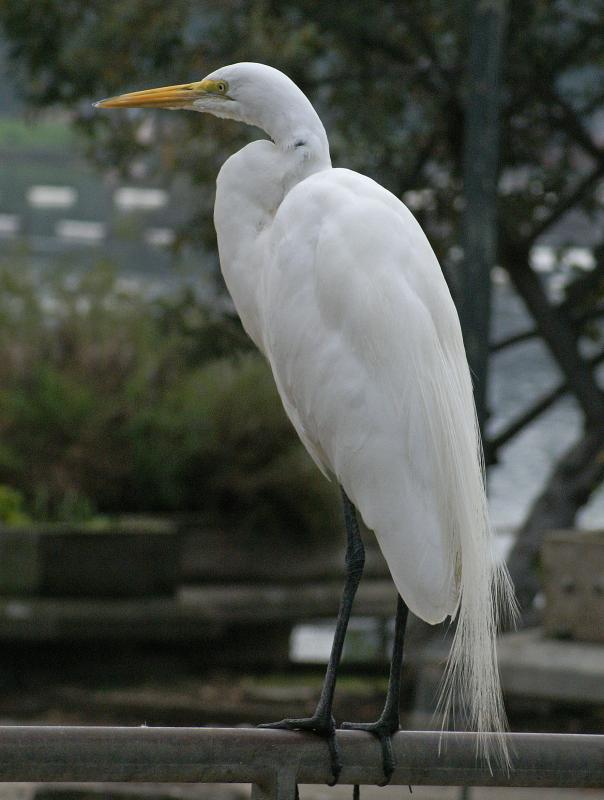 randomGreat Egret