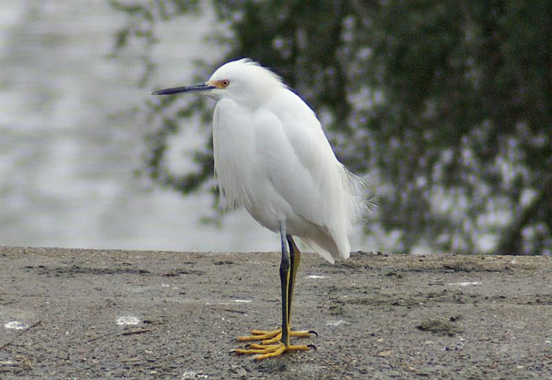 randomSnowy Egret