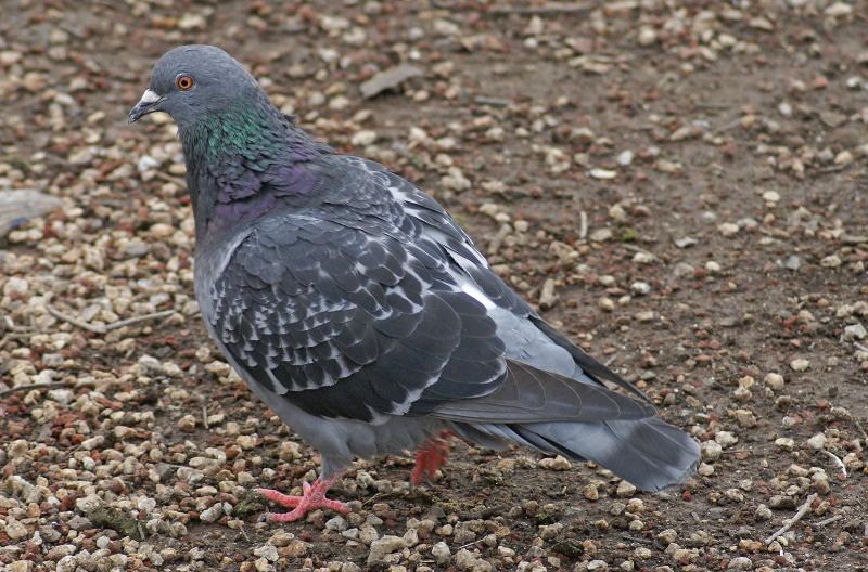 randomRock Pigeon