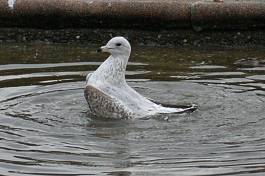 randomMew Gull