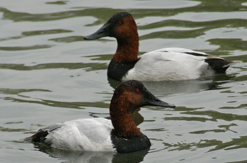 randomCanvasback