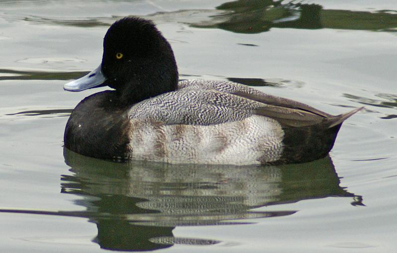 randomLesser Scaup