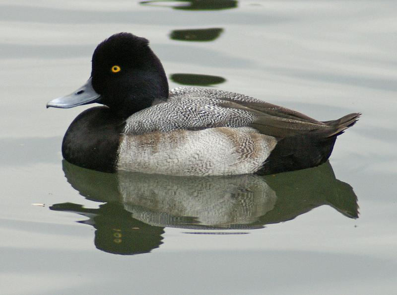 randomLesser Scaup