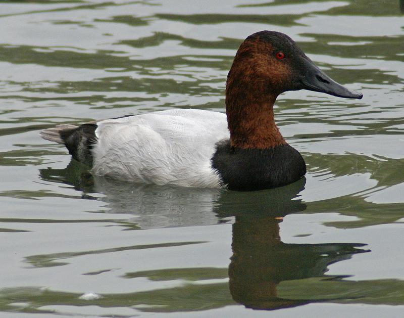 randomCanvasback