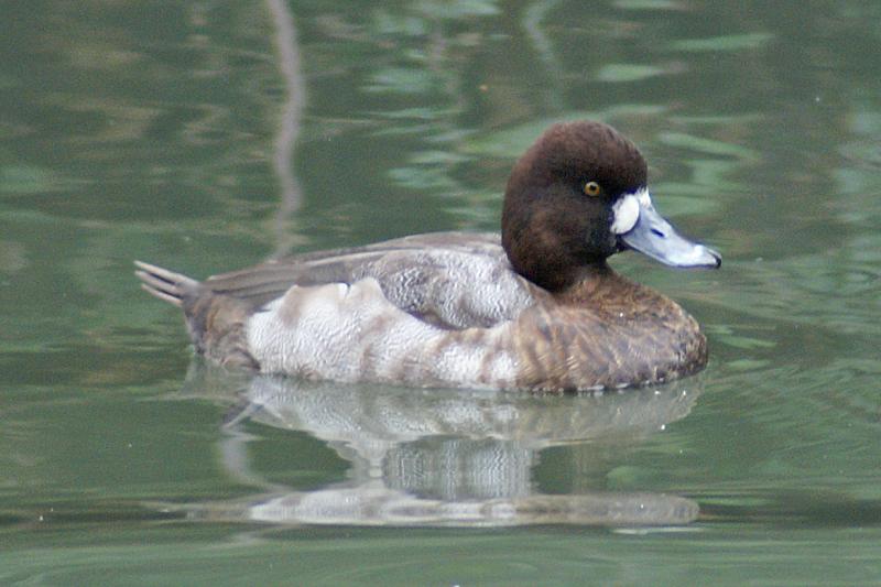 randomLesser Scaup