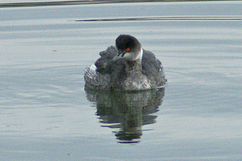 randomEared Grebe