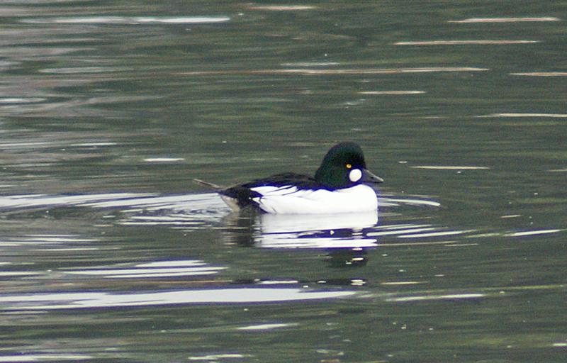 randomCommon Goldeneye