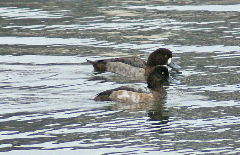 randomGreater Scaup