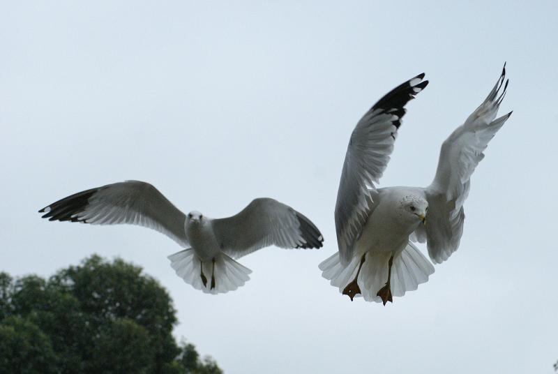 randomCalifornia Gull
