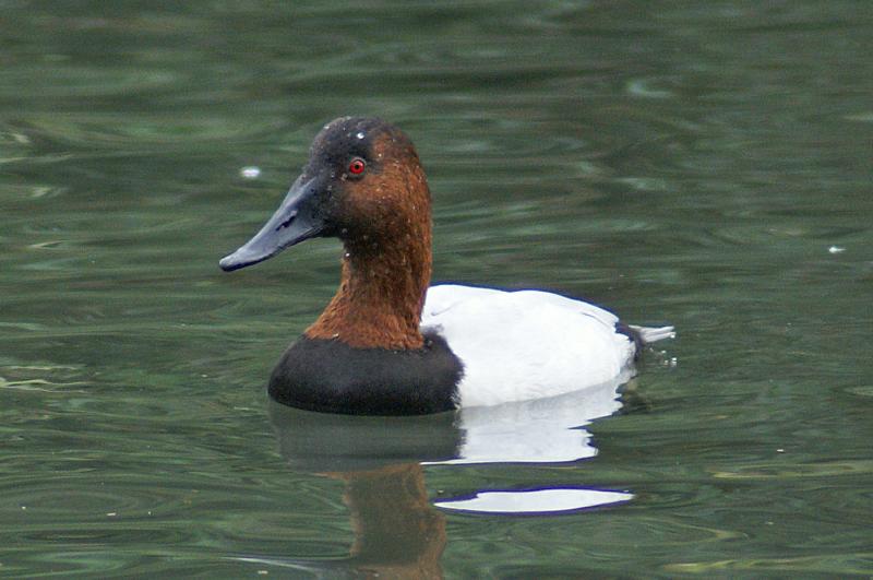 randomCanvasback