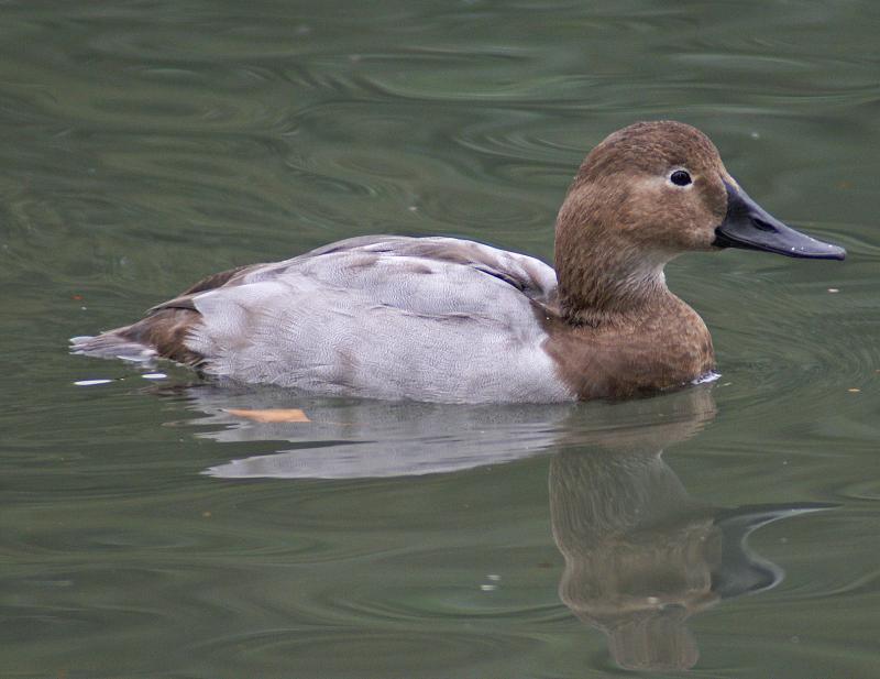 randomCanvasback