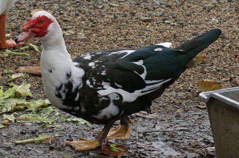 randomMuscovy Duck