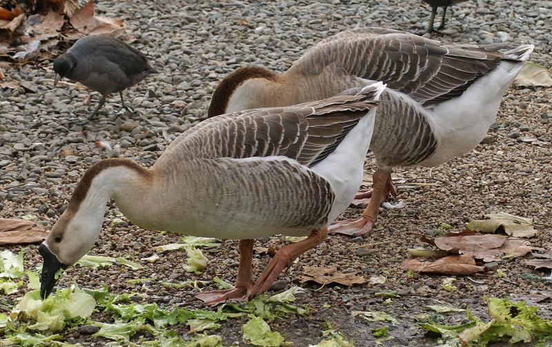 randomSwan Goose