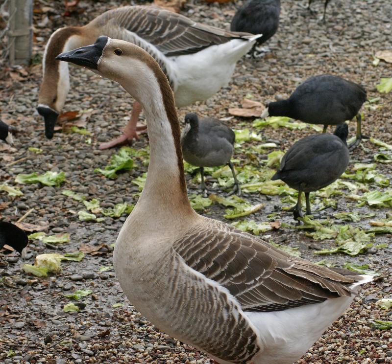 randomSwan Goose