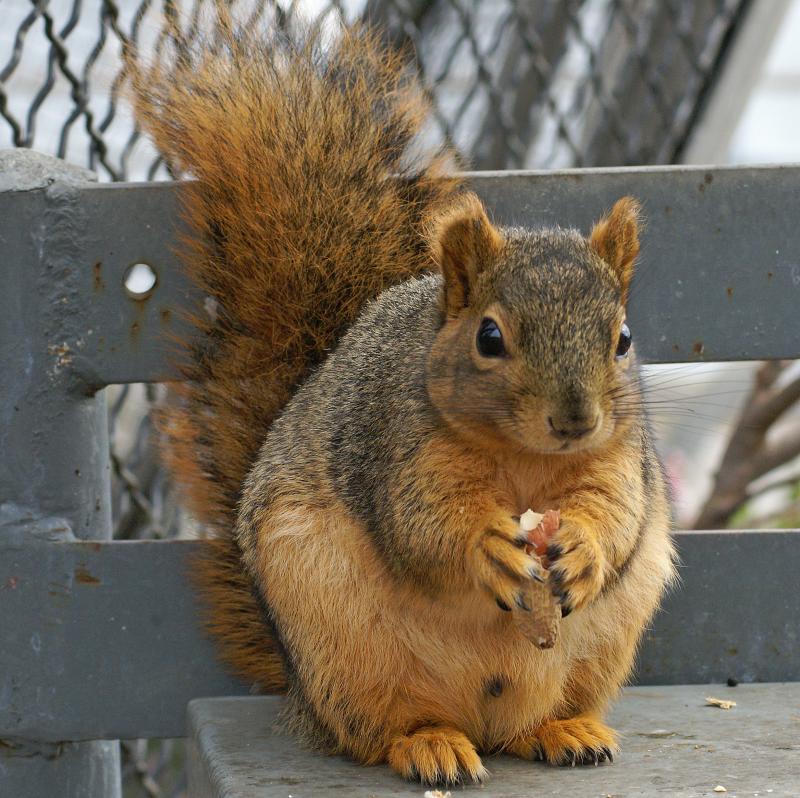 randomFox Squirrel