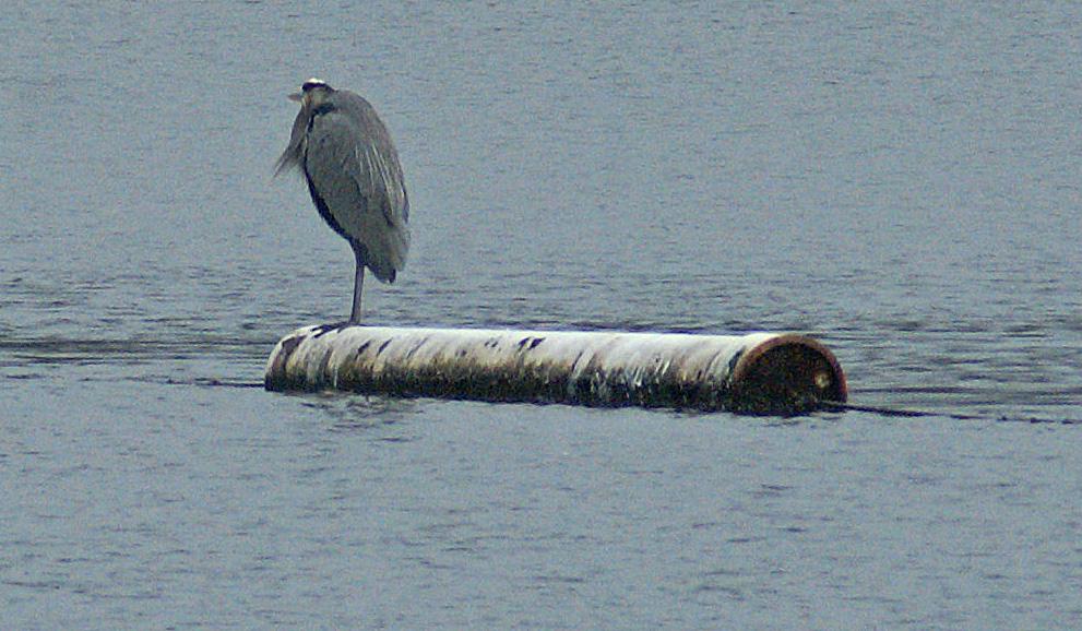 randomGreat Blue Heron