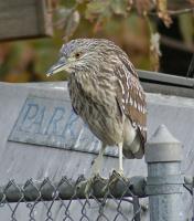 DSC03779.jpg