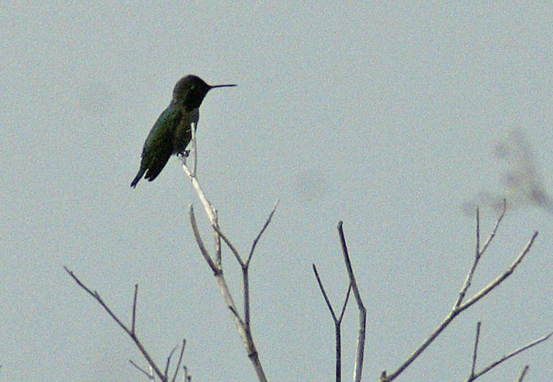 randomBlack-Chinned Hummingbird
