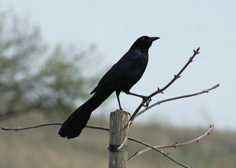 randomGreat-Tailed Grackle
