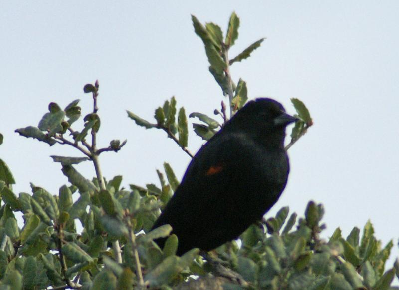randomRed-Winged Blackbird