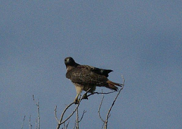 randomRed-Tailed Hawk