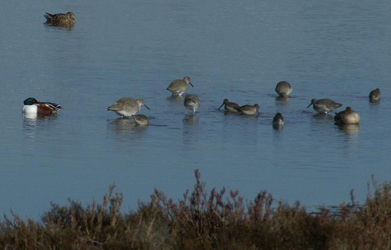 randomGreater Yellowlegs