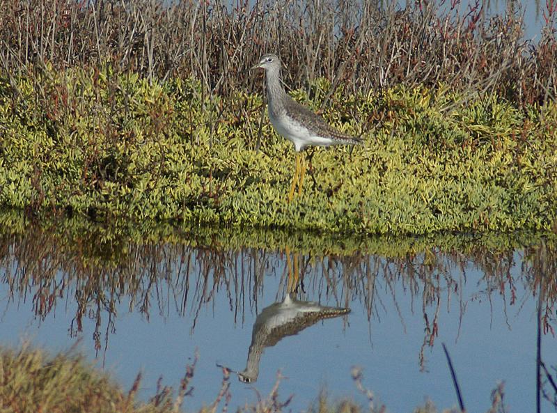 randomGreater Yellowlegs