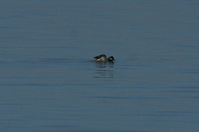 randomBufflehead