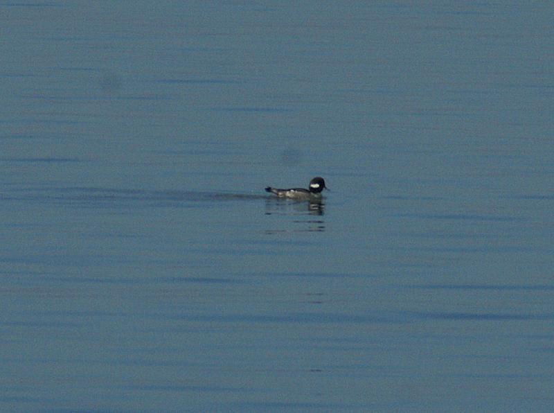 randomBufflehead