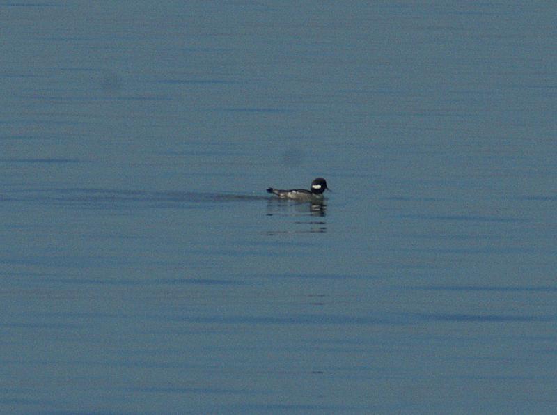 randomBufflehead