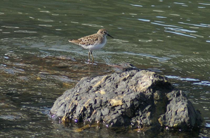 randomLeast Sandpiper