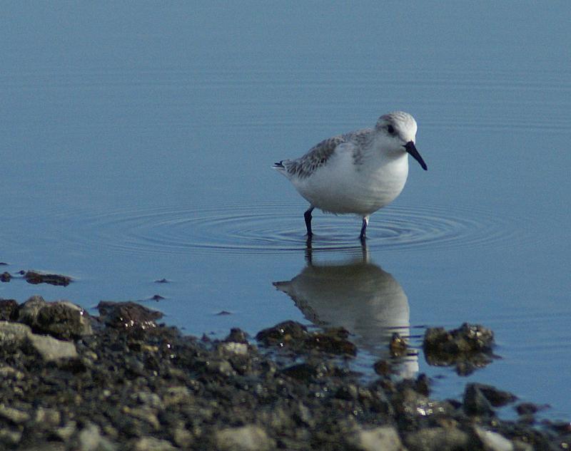 randomSanderling