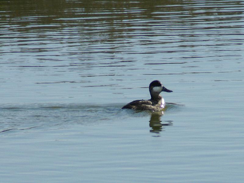 randomRuddy Duck
